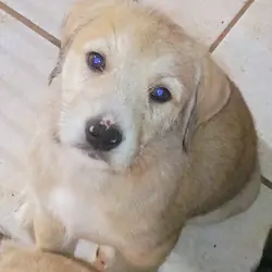 BLONDEE (German Shepherd Schnauzer)