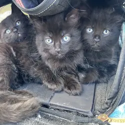 Mainecoon x Ragdoll Kittens