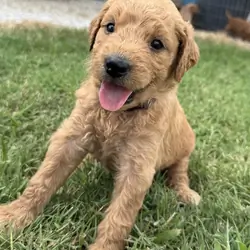 Goldendoodle