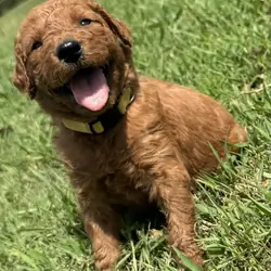 Goldendoodle