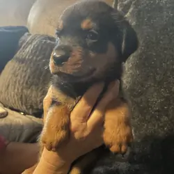Rottweiler puppies for sale