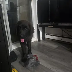 Newfoundland