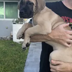 *DISCOUNTED* Cane Corso