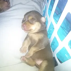 PUPPYS