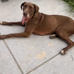 Spayed Female Great Dane
