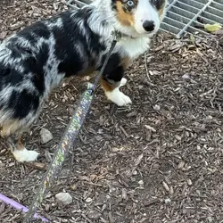 My sweet corgi puppy