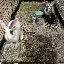 Two Rabbits For Sale