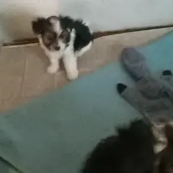 BANDIT FULL PARTI YORKIE BABY BOY