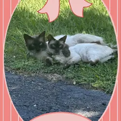 Balinese & Siamese kittens