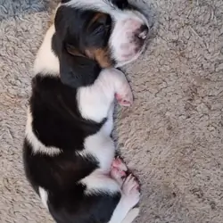 Basset hounds pups dog
