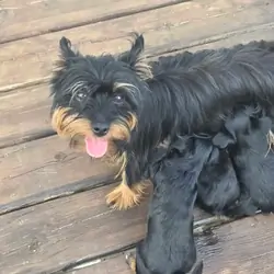 Yorkshire terrier pups ( Yorkie ) dog