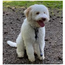 Lagotto Romagnolo - Looking for a new home!