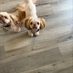 Shihtzu (Female)
