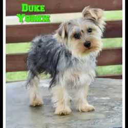 Duke Male Yorkshire Terrier