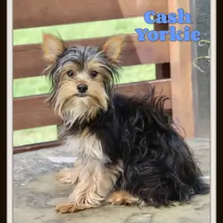 Cash Male Yorkshire Terrier