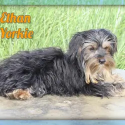 Ethan Male Yorkshire Terrier