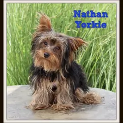 Nathan Male Yorkshire Terrier
