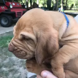 Male and female bloodhounds puppies