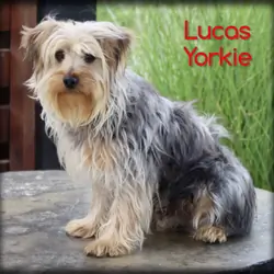 Lucas Male Yorkshire Terrier