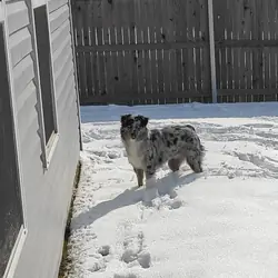 Australian Shephred Pure Bred
