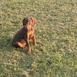 AKC Doberman female puppy