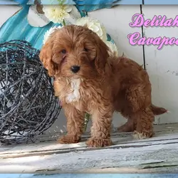 Delilah Female Cavapoo