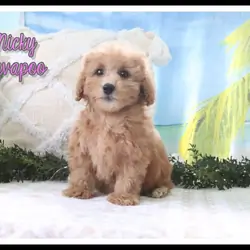 Nicky Female Cavapoo