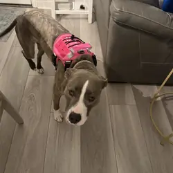 Meet Jade - Your New Best Friend