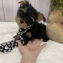 Outstanding Females And Males Yorkie Puppies