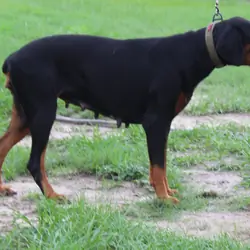 AKC Euro Doberman Female Full Regis