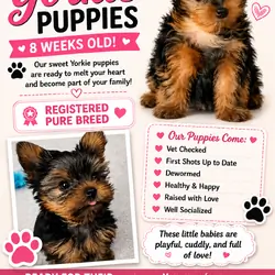 Yorkies