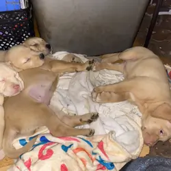 3/4 Labrador 1/4 Mastiff
