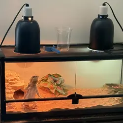 2025 Male Juvenile Breaded Dragon