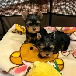 AKC Teacups Friendly Yorkie Puppies