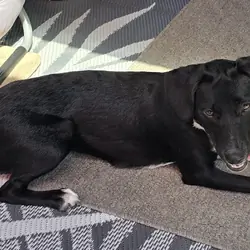 Labrador for rehoming