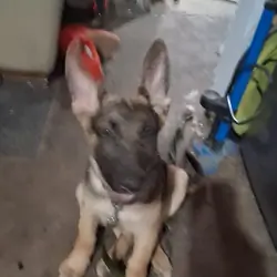 German shepherd