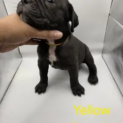 Cane Corso - Neapolitan Mastiff mixed pups