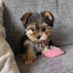 Home Trained Male And Female Yorkie Puppies