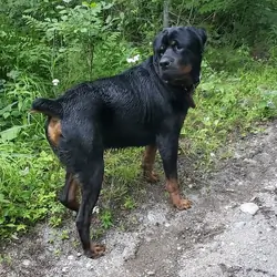 Huge Male Rottie