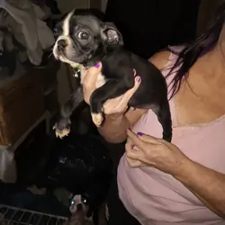 Boston terrier puppy