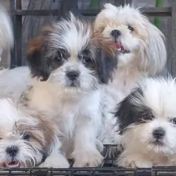 Puppies