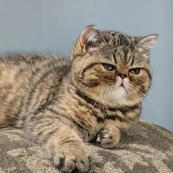 Purrrrfect Exotic Persian Kittens