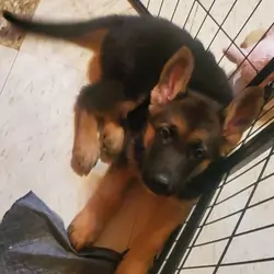 German Shepherd Puppy
