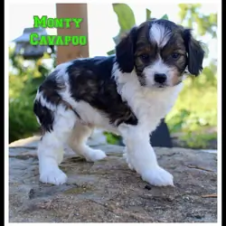 Monty Male Cavapoo