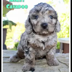 Mikey Male Cavapoo