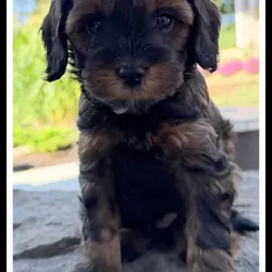 Maxx Male Cavapoo