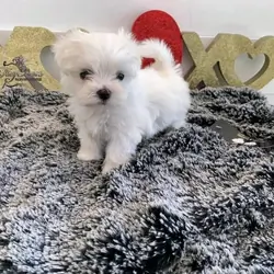 Teacup Maltese Puppies