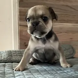 Baby Angel * French Bulldog AKC certified