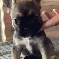 ELSA  = BLUE Fawn with black mask French Bulldog