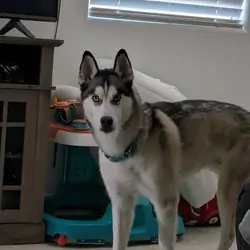 Husky